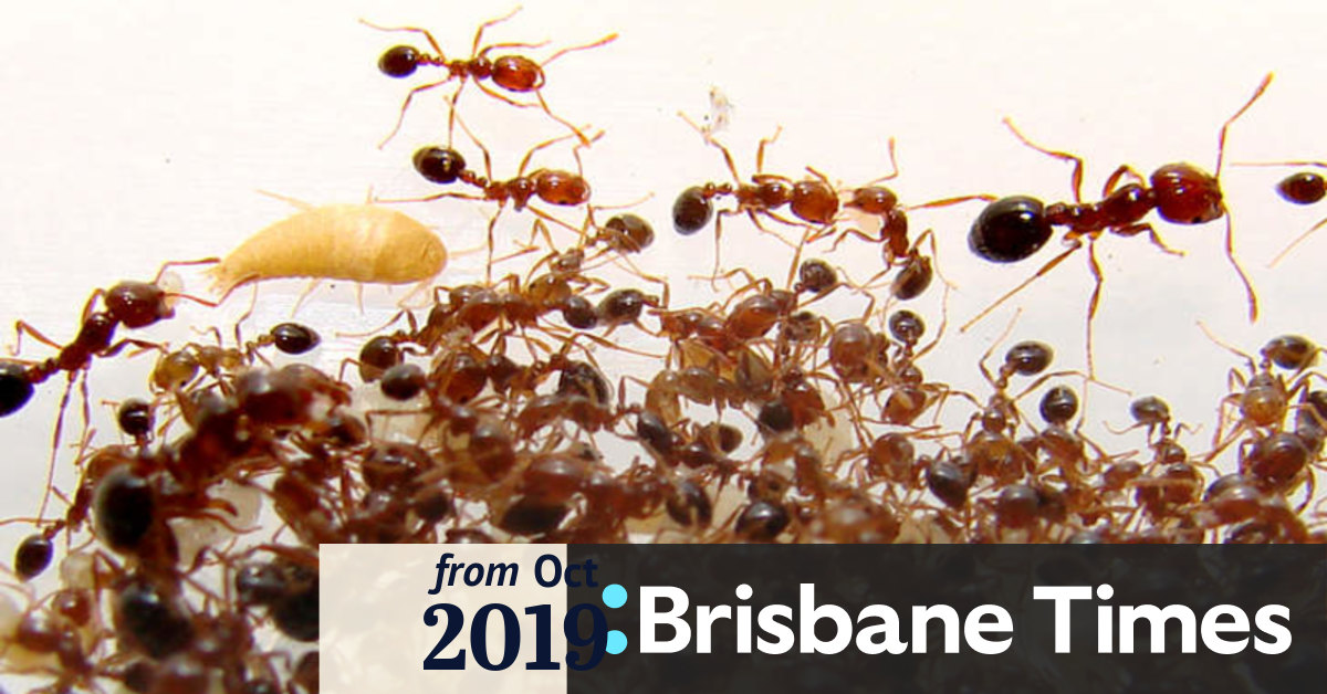 Brisbane Port And Airport Declared Fire Ant Free
