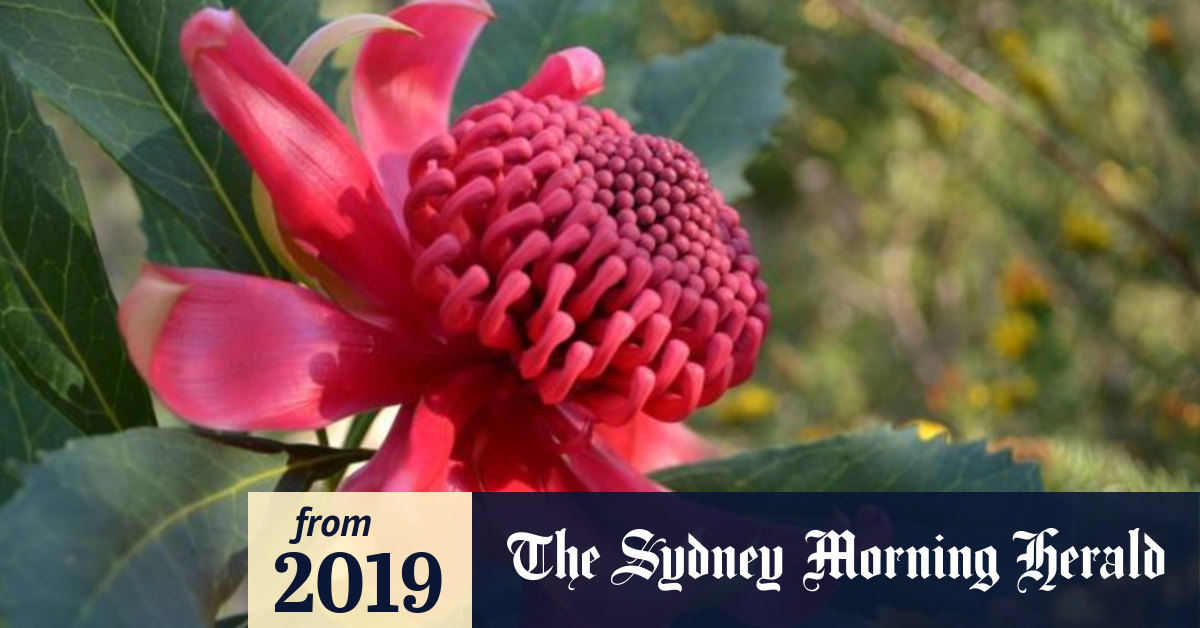 Self Indulgent Waste Is The Waratah Emblem About To Be Plucked