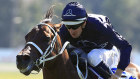 Zoustar has delivered for investors, with the stallion even besting Winx.