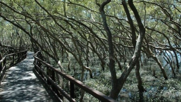 Researchers have used historical evidence to track the path of mangrove migration.