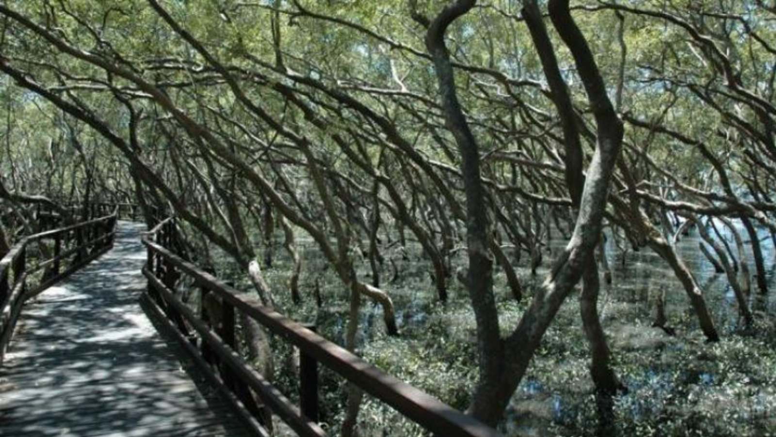 Australian Mangroves