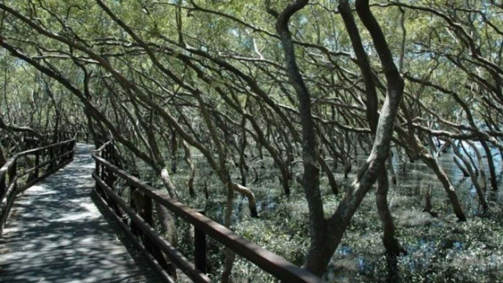 Australian Mangroves Australian Mangroves