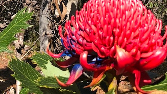 Rangers and volunteers have been spraying the flowers with blue paint to deter people from pinching them to display at home. 