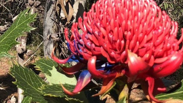 Rangers and volunteers have been spraying the flowers with blue paint to deter people from pinching them to display at home. 