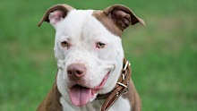 Portrait of cute american pit bull terrier puppy close up. Pet animals. Purebred dog.