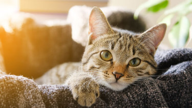 Cats require a closer eye given they aren't high energy in nature, says Dr Arnott. 


