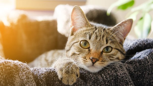 Cats require a closer eye given they aren't high energy in nature, says Dr Arnott. 

