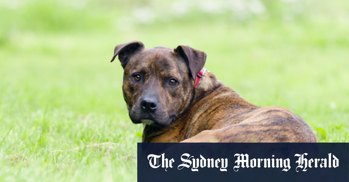 NSW dog attack inquest: Newborn mauled to death, coroner hears - Vimarsana News