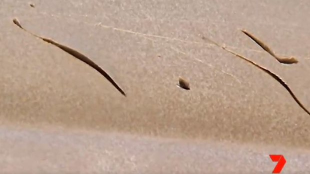 Teeth marks from the tiger shark which knocked a man out of his kayak on the Sunshine Coast.