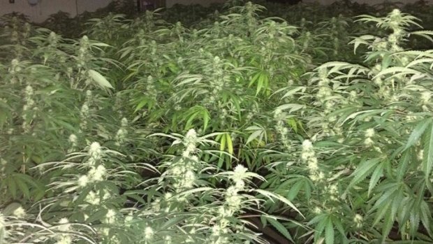 Cannabis plants seized in the alleged grow house.