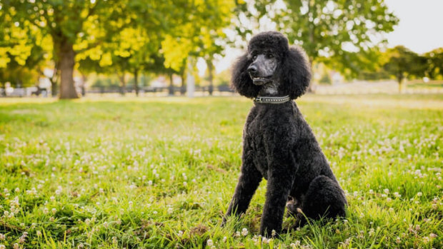 Veterinarian's share the signs of a pet that requires expert help.  