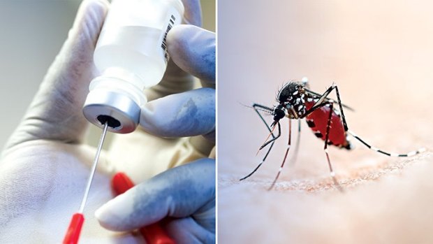 Researchers at Griffith University have developed a malaria vaccine that can be freeze-dried.