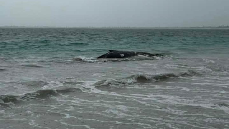 Rescuers race to save whale after it beaches itself off Port Kennedy