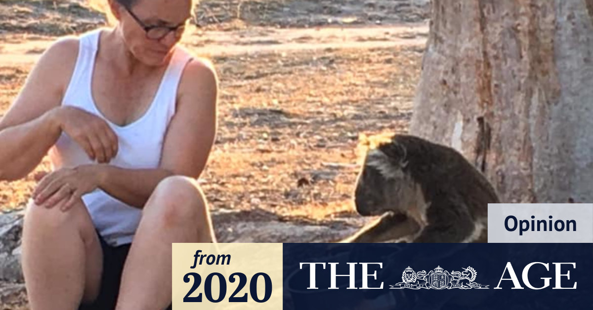 Koalas drinking from human hands is not normal