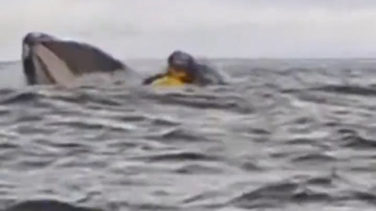 Whale swallows kayaker