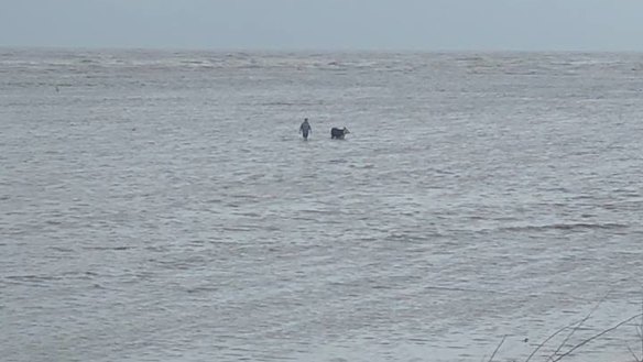 Cow rescued from the sea after it was swept away in flooded creek