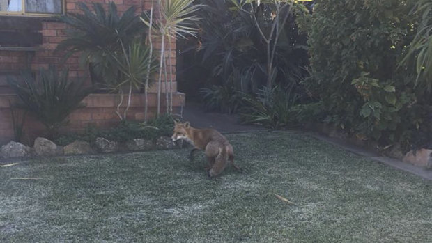 A fox standing in the front yard of a Gladesville home. 