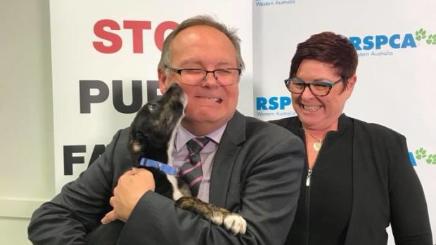 Local government minister David Templeman and Maylands MP Lisa Baker announce the puppy farming consultation at the RSPCA's headquarters in Malaga.