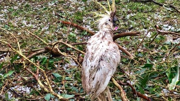  Coolabunia farmer Damien Tessman spotted this poor cockatoo, now named Lazarus, as he assessed the damage to his property.