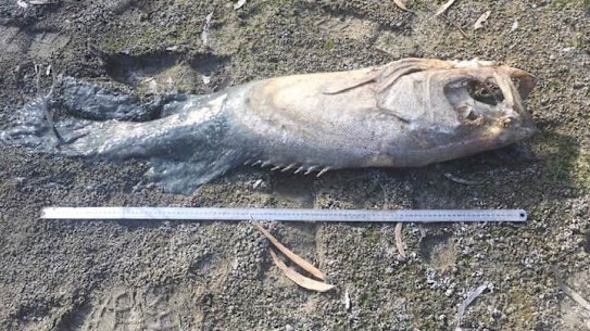 Fish are still turning up dead in the lower Darling River near Menindee, the site of several mass fish kills last summer. 