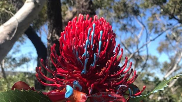 Ugly blue as rangers use paint to stop theft of bumper waratah bloom