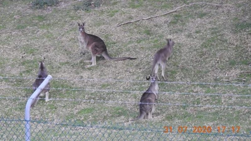 Locals And Developer Decry Culling Roos To Make Way For New Homes