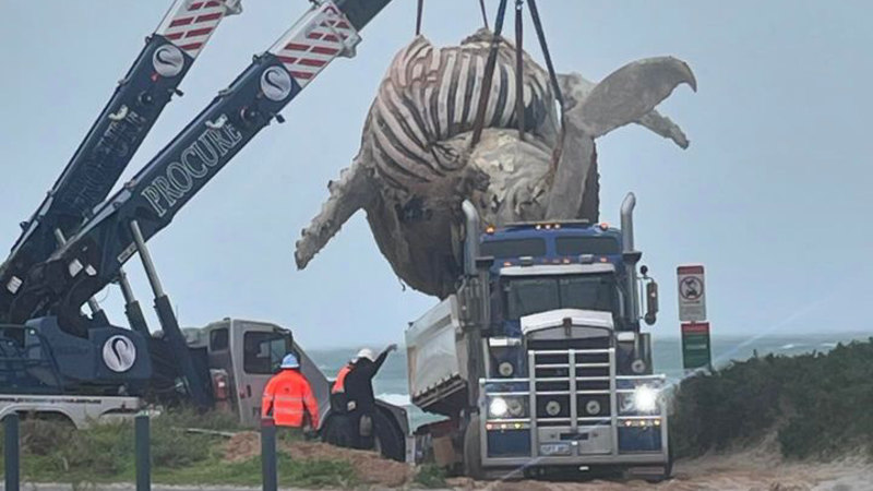 WA news LIVE: Huge whale removed from WA beach