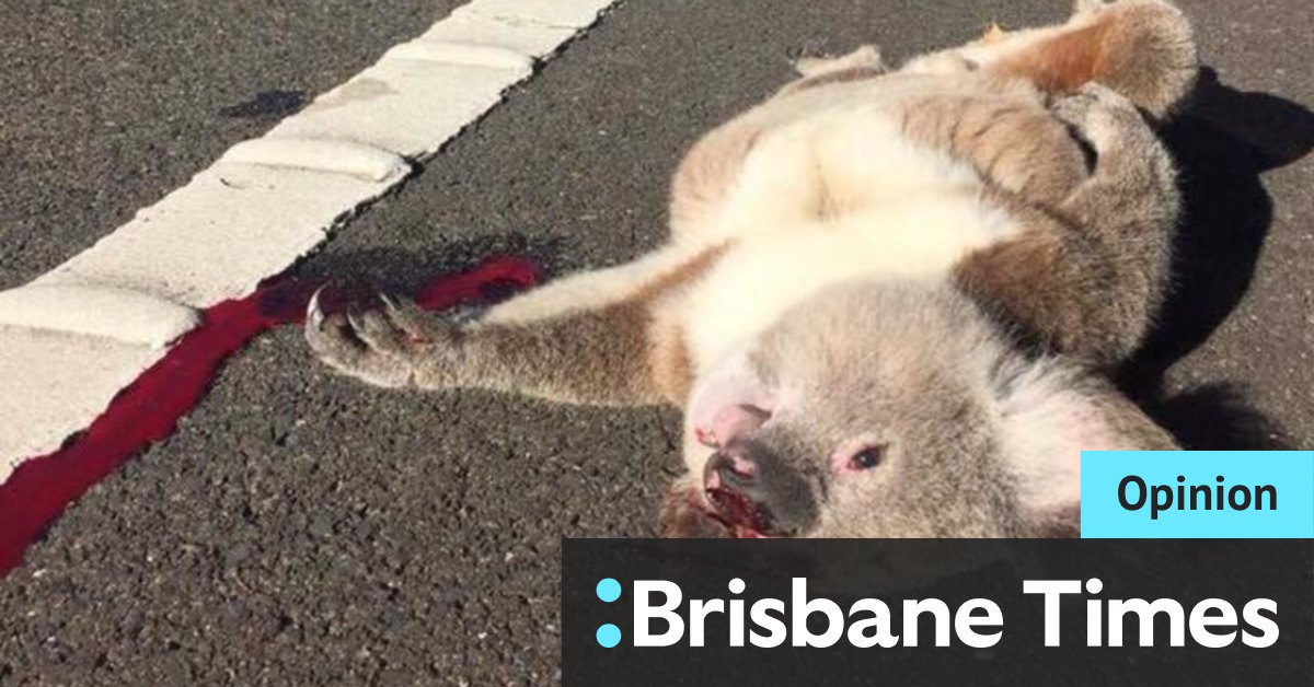Thousands of homes among their gum trees: the assault on Sydney's last healthy koalas - Vimarsana News