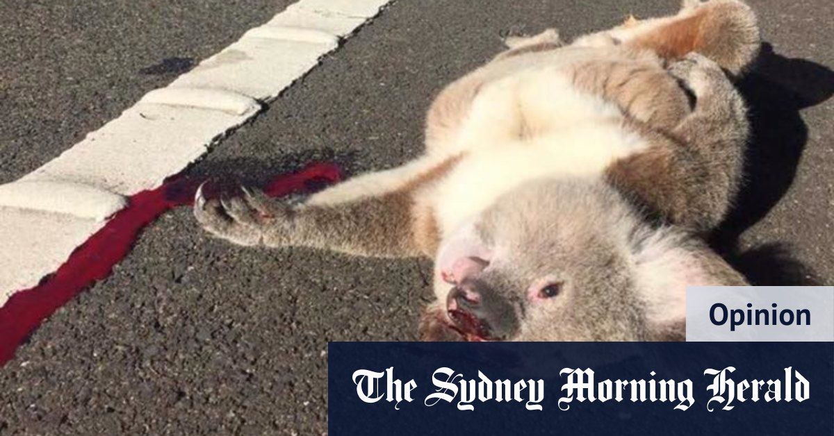 Thousands of homes among their gum trees: the assault on Sydney's last healthy koalas - Vimarsana News