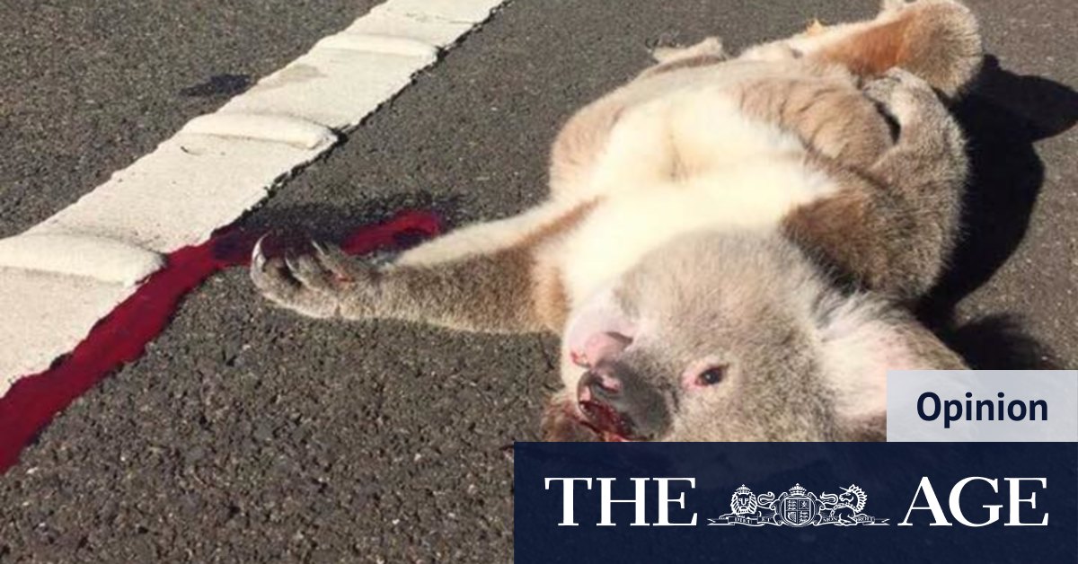 Thousands of homes among their gum trees: the assault on Sydney's last healthy koalas - Vimarsana News