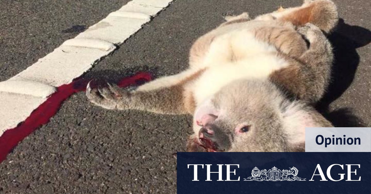 serangan terhadap koala sehat terakhir di Sydney