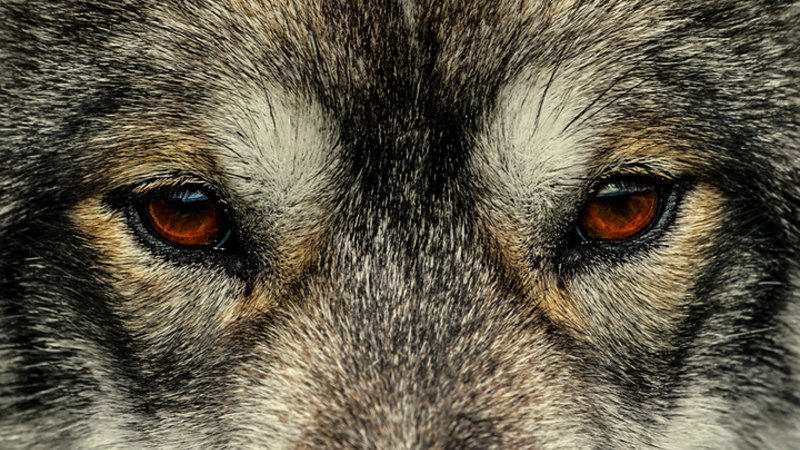 US Missile Shield in Greenland Fuels Russia-China Arctic Tensions | Quick Digest