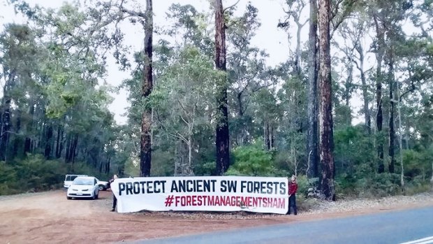 Protesters have set up camp in the South West, demanding the end to logging in a patch of old-growth karri forest. 