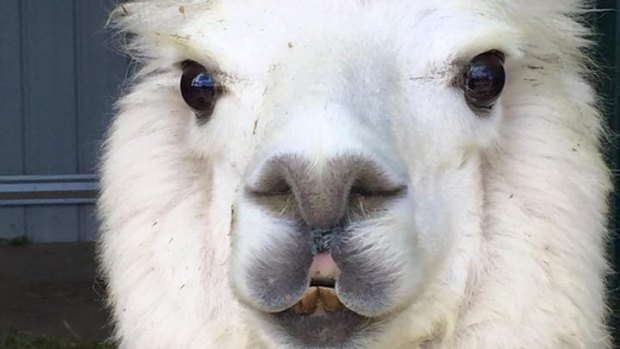 Dumb the alpaca was killed in a dog at Sutton just over the ACT-NSW border on Tuesday evening.