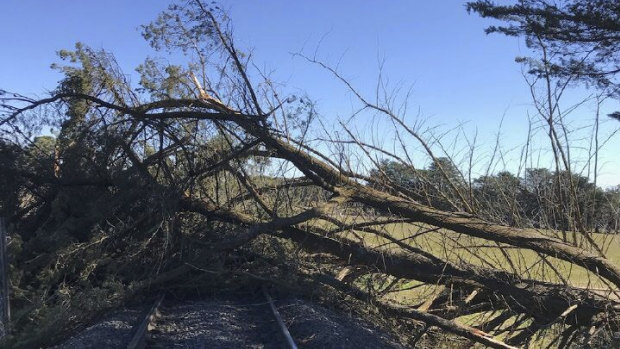 Strong winds blew this tree down onto the railway line between Bacchus Marsh and Ballarat, suspending services for several hours.
