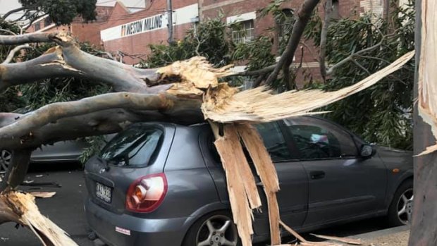 A tree on a car in Munster Terrace, North Melbourne. 