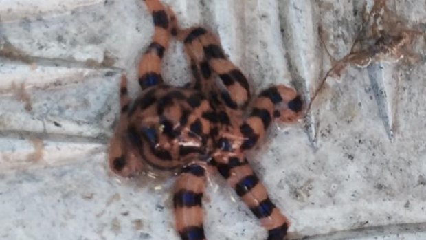 A blue-ringed octopus.