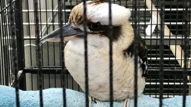 Wendy Davidson says the bird's living conditions left her sad. 