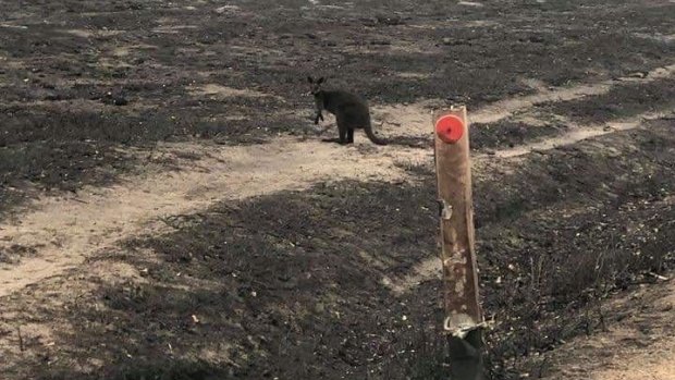 Scenes from Mallacoota after the Gippsland fire. 