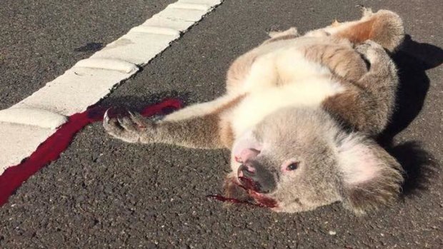 Victim of habitat loss: A koala killed on the roadside in Campbelltown.