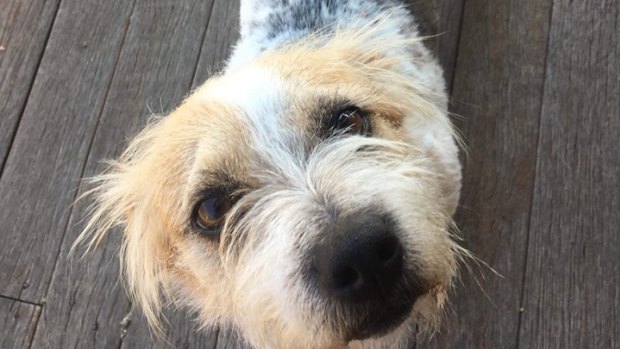 Billie the dog was saved from bushfires at Ballandean.