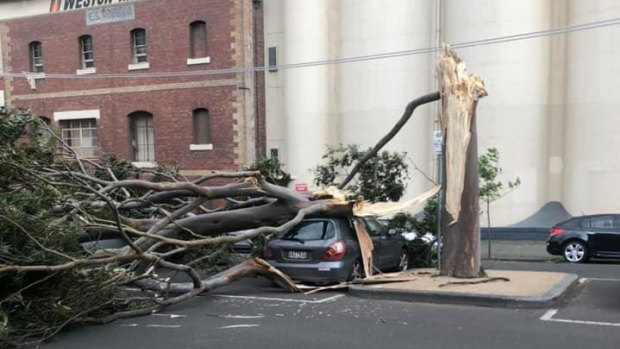 A tree fell on a car in Munster Terrace, North Melbourne. 