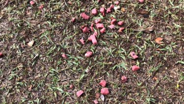 The suspicious meat in New Farm Park.