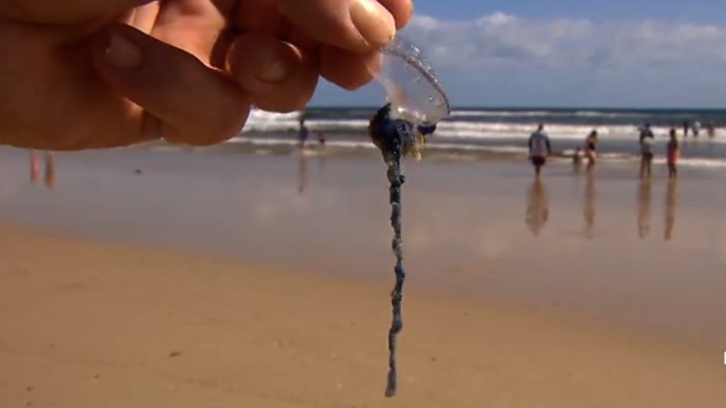 Bluebottle 'epidemic': thousands stung as record numbers swarm Queensland  beaches, Queensland