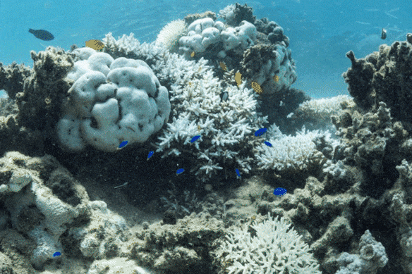 Photos from coral bleaching along the Ningaloo coast in February.