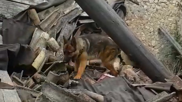 Kaos on a search mission from a video by his owner Fabiano Ettore.