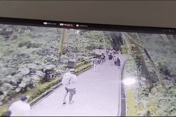 Tourists flee as tree branches fall at the monkey forest in Ubud, Bali.