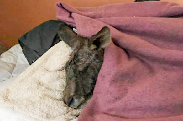 The rescued roo warms up after being washed.