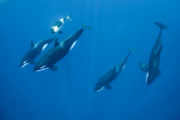 A pod of orcas, including a juvenile.