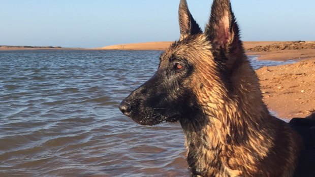 Police dog Maygar has a quiet moment at the beach.